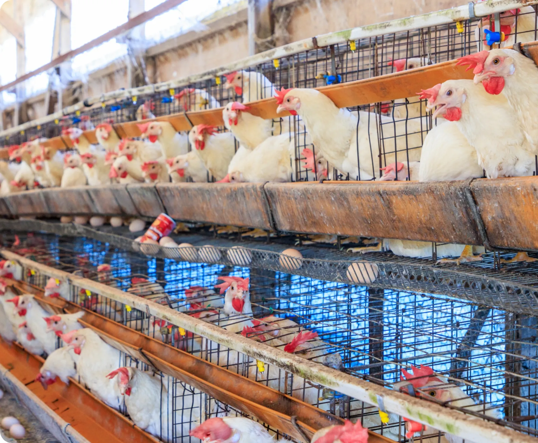 村井養鶏所が飼育している国産鶏「さくら」の群れが鶏舎のケージにいる様子