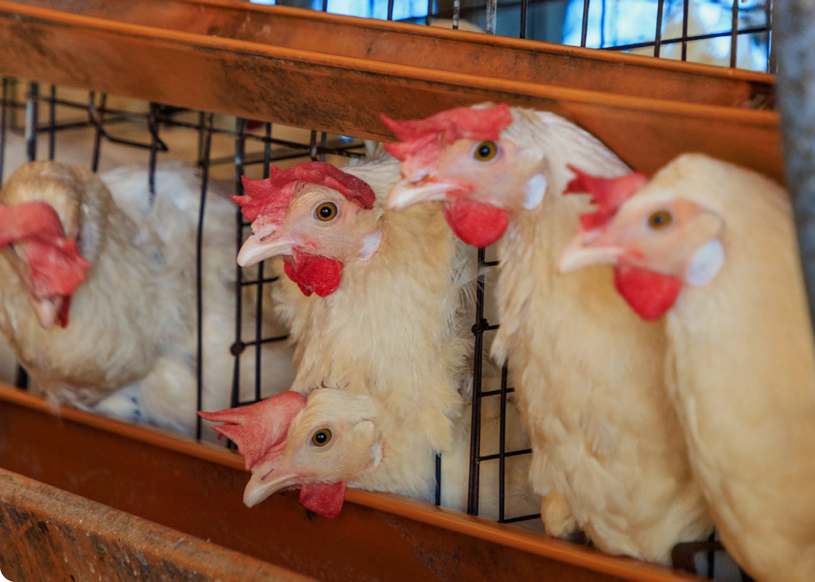 村井養鶏所が飼育している国産鶏「さくら」がケージに数匹いる様子